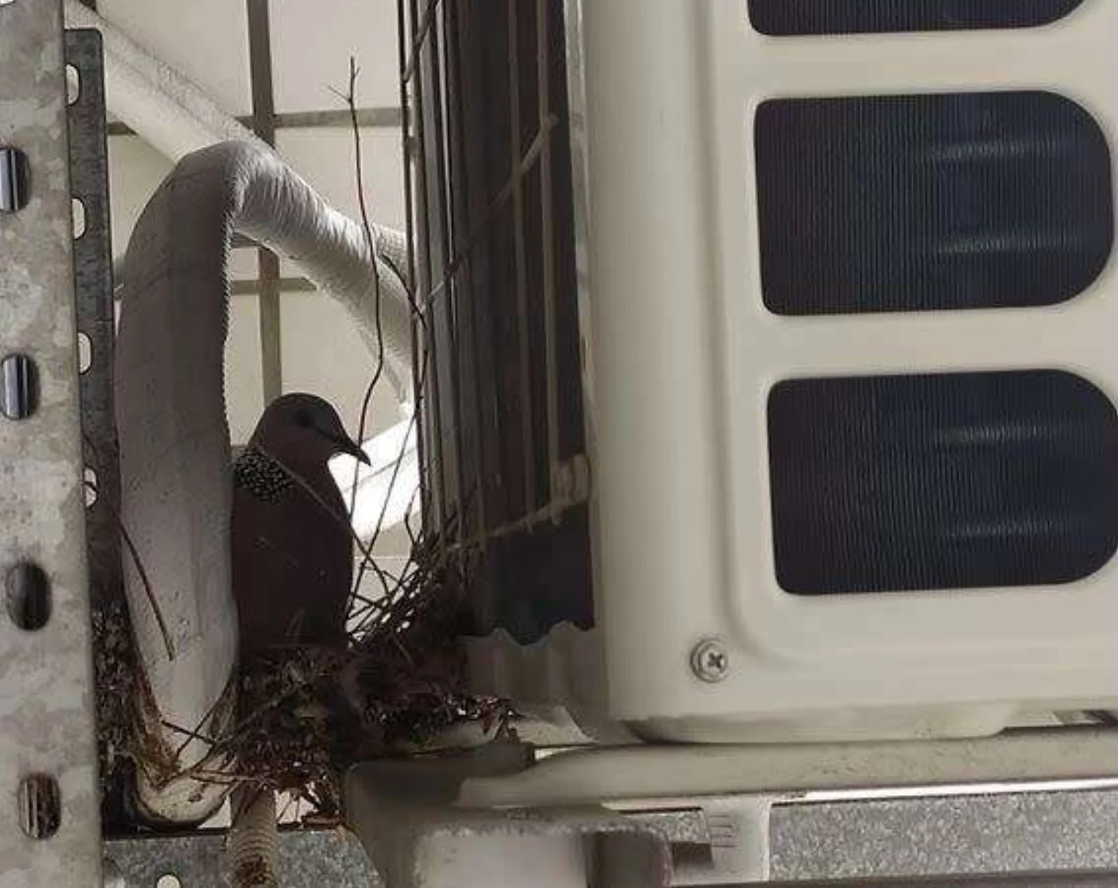 冷氣機被雀鳥築巢